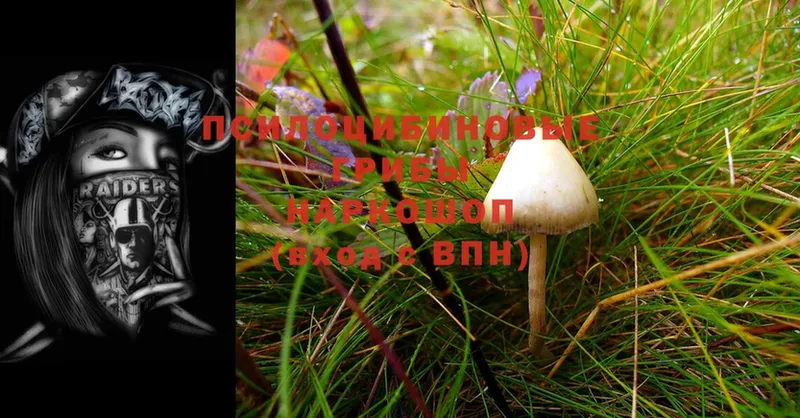 Галлюциногенные грибы MAGIC MUSHROOMS  Анжеро-Судженск 